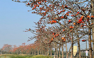 春暖花開!台南3月7大必賞花訊一次看