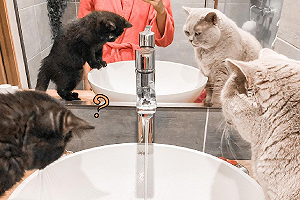 (影)菜貓報到!肥貓教官「正經八百」教動作:我們家就該這樣喝