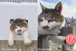 (影)浪貓趴路邊卻偷偷擺出「這手勢」 網笑瘋:牠鼓勵你耶!