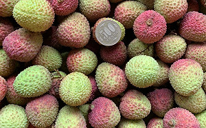 鳳梨後台灣荔枝品種也外流?農委會回應了