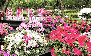 台北杜鵑花季3/14登場 賞花和熊讚拍照打卡抽大獎