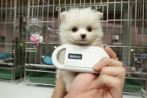 新北動保處公布優良寵物店 提醒謹慎購買宣導認養