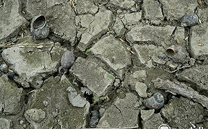 未來10天降雨分布一圖看!  中南部慘兮兮「可能連1滴雨都沒有」