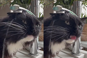 (影)貓貓喝水採「佛系大法」網笑:時間到了自然會到嘴巴裡!