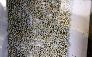 寄生大軍出動!嘉市釋放平腹小蜂對抗荔枝椿象