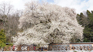 觀霧「霧社櫻王」已綻放6成!未來2週是最佳賞櫻期