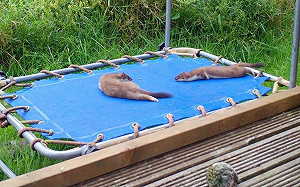 (影)男子搭彈跳床意外吸引白鼬靠近 牠反應超嗨:這裡好好玩喔!