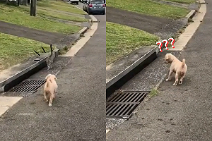 狹路相逢狗狗開心打招呼 貓咪回應竟是「一秒變沒有」!