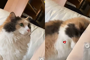 撒嬌貓獻上「愛的重擊」 還附超萌奶喵叫：摸我！