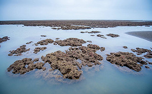 鄭文燦:若藻礁暫定自然地景否決三接會有更多問題