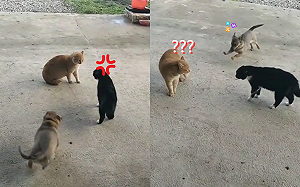 兩貓「尖聲喵叫」忙吵架 白目狗在旁超快樂:這戲好好看!