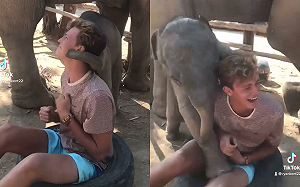 (影)小象對男孩情有獨鍾 鼻子糾纏狂示愛:「陪我玩辣!」