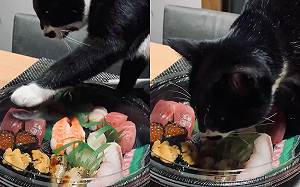 (影)貓咪發現生魚片「被關住」 左聞右嗅想找出口:偶來救你們!