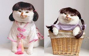 貓皇輕鬆駕馭各種服裝 會看鏡頭一臉淡定網驚:配合度超高