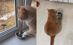 (影)橘貓見空碗「氣噗噗」狂敲盆 落寞背影控訴:我要餓瘦了!