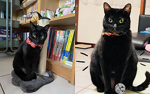 (影)奴才請媽幫照顧 半年黑貓「身材大走樣」:變黑熊?