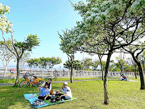 人間四月雪 新店陽光公園流蘇綻放飄花香