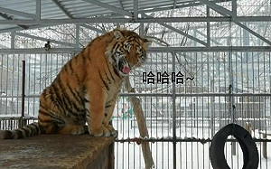 (影)猛虎一開口就飆高音「哈哈哈」 網驚：大貓界「Vitas」？