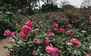 台北玫瑰展夢幻盛開！30年豐富經驗園丁打造最美花園