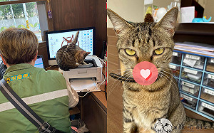 貓貓見印泥竟直接「親上去」 網笑瘋:要出門約會?