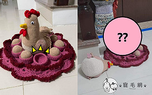 喵占雞巢?雞窩家族每天都少蛋 他嘆:編織路上的絆腳石