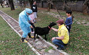 淡水文化國小校羊順產   新北動保處助健檢完成生命教育