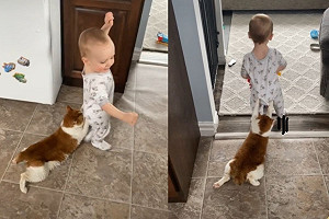 弟弟趴趴走貓咪「雙手拉衣角」被拖走　網：好稱職的保母