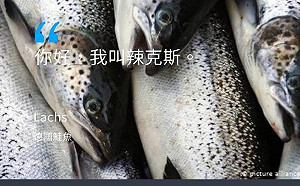 德國「壓力山大鮭魚」擬外交泡泡赴台免費吃?  小粉紅崩潰:灣灣再吹「作夢泡泡」