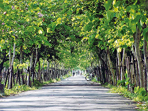 春遊小麥之鄉  中市府相揪騎鐵馬遊大雅