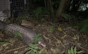 山區惡意戲弄穿山甲2分鐘   新北動保處、保警聯手追查擬開罰