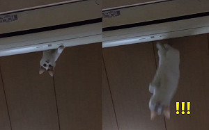 (影)玩高空彈跳？貓皇從冷氣機上一躍而下　網笑：幫奴才哭哭！