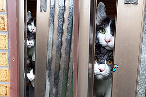 臨行前關門！三萌貓哀怨「從縫冒頭」：要丟下我們出去？