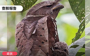 網傳大安森林公園出現「樹葉鳥」是假訊息  專家：台灣沒有這種鳥