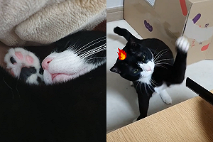 (影)賓士貓見陌生物必「掌風咻咻」 網笑:不打不相識!