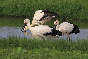 3隻瀕危東方白鸛將告別金山清水溼地  賞鳥請遵守「三不」原則