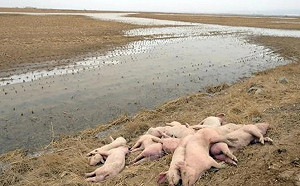 中國再爆豬瘟疫情?內蒙黃河邊出現大量病死豬 恐成「可怕傳染源」