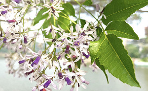 感受春天的氣息!絕美紫色苦楝花公園飄散