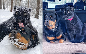 (影)黑豹獲救自認是「家貓」 與羅威納犬變好友:牠是我麻吉!