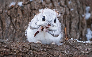 北海道小飛鼠「沐雪覓食」網被仙暈大讚：冬之精靈！