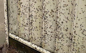 驚悚! 成千上萬蜘蛛爬滿房 澳洲罕見水患逼動物逃生