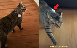 (影)貓咪天天外出趴趴走  奴才看見紙條驚覺：你去找女友？