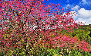 天氣好花況佳!阿里山聯外道路台18線進行假日交管