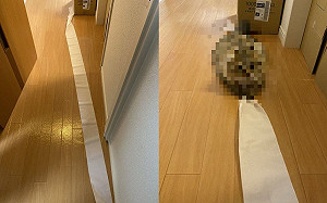 屋主回家驚見「白地毯」 現行犯裝委屈:衛生紙先動手的!