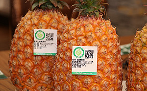 外銷新加坡鳳梨品質不佳?陳吉仲:少數個案