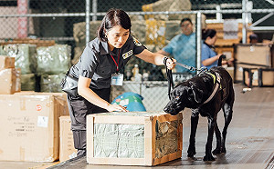 想和護國神犬工作嗎?防檢局徵求3名領犬員月薪34K起跳