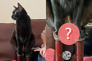 黑貓超奇特「涼颼颼」專業坐法 網笑:是舞獅踩梅花樁!