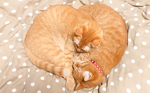 (影)「橘貓雙胞胎」暖呼呼睡一起 意外形成「超有愛」畫面！