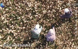 怪不得藝人表態支持新疆棉花  《人民日報》驚曝棉花重要用途