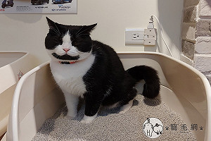 (影)分享在網路上沒想到許多網友看了都質疑：貓咪是不是上到一半睡著了？