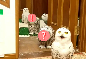 (影)想玩耍！雪鴞呆呆排隊站好　網笑：小學生放學隊伍？